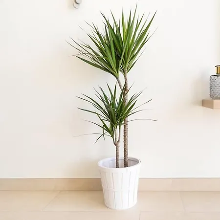Tgh/ Malagueta Paradise Apartment *